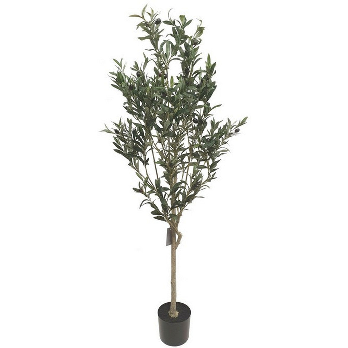 Olive Tree 1.5M