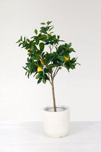 Fibre Clay Pot Cream - Set of 3