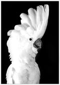 Fine Feathers Wall Art