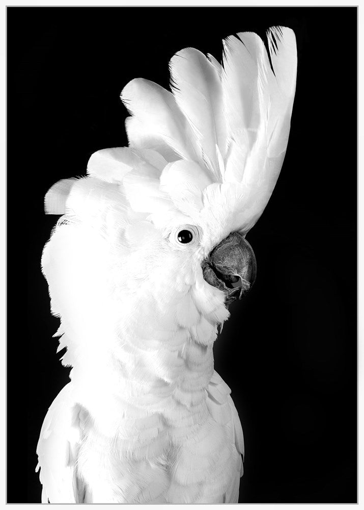 Fine Feathers Wall Art
