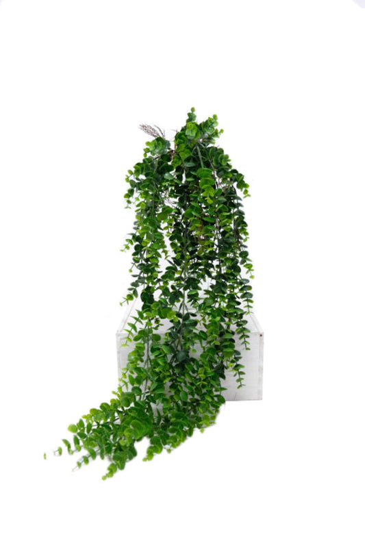 Hanging Eucalyptus Plant Green