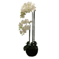 Phalaenopsis Moss Pot Orchid 115cm