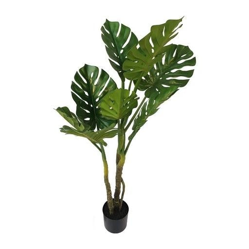 Monstera