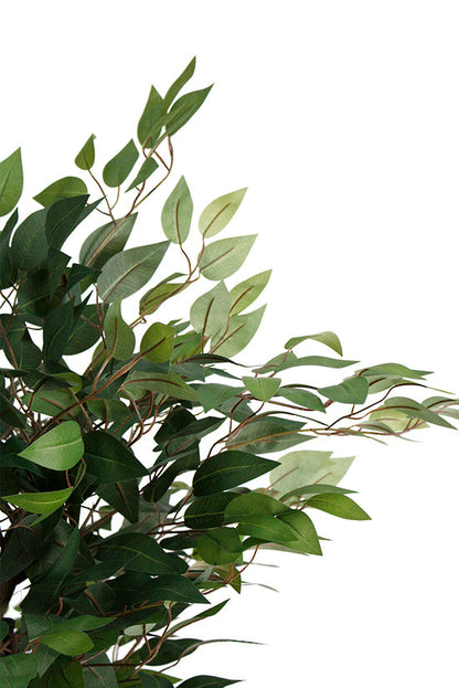 Ficus Tree Potted 150cm