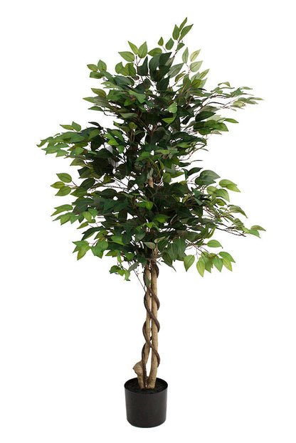 Ficus Tree Potted 150cm