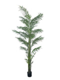 Potted Areca Palm 3m