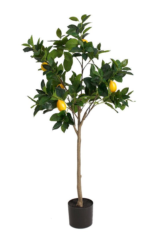Potted Lemon Topiary Tree 1.35m