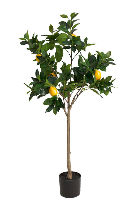 Potted Lemon Topiary Tree 1.35m