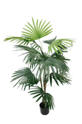 Fan Palm Potted 91cm