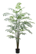 Delux Bamboo Palm Potted 1.8M