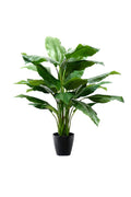 Spathiphyllum kochii Potted 101cm