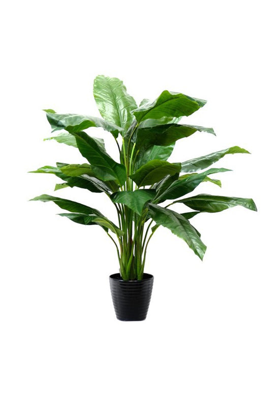 Spathiphyllum kochii Potted 101cm