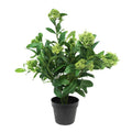 Potted Skimmia Plant  65cm