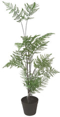 Fern