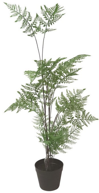 Fern