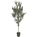 Olive Tree 1.5M