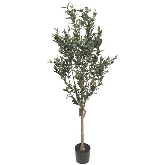 Olive Tree 1.5M