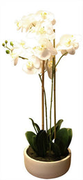 Real Touch Orchid 2 Spray - White With Caesarstone Pot